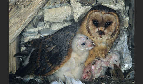 Schleiereule (Tyto alba)