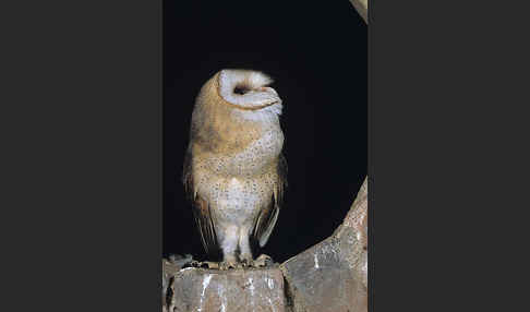 Schleiereule (Tyto alba)