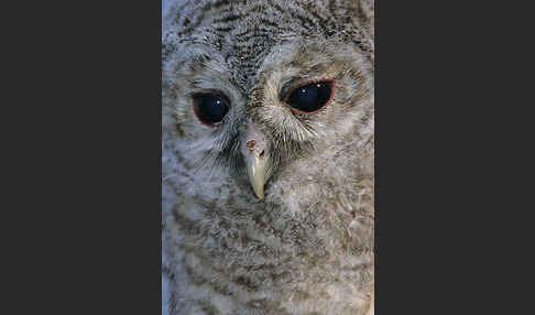 Waldkauz (Strix aluco)