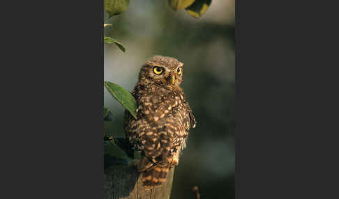 Steinkauz (Athene noctua)