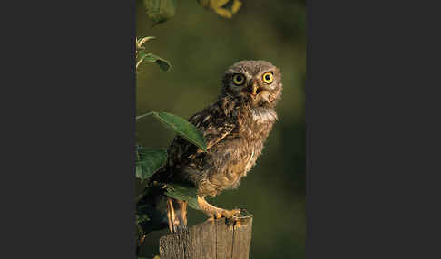 Steinkauz (Athene noctua)