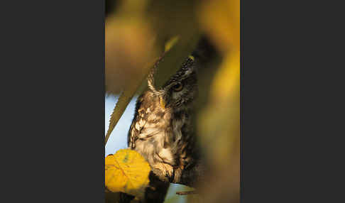 Steinkauz (Athene noctua)