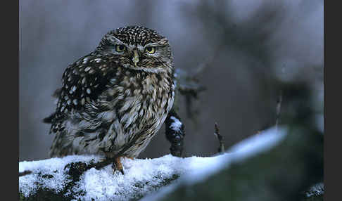 Steinkauz (Athene noctua)