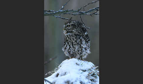 Steinkauz (Athene noctua)