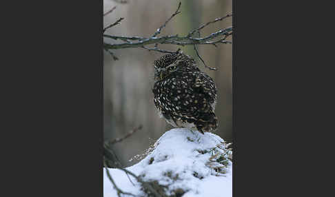 Steinkauz (Athene noctua)