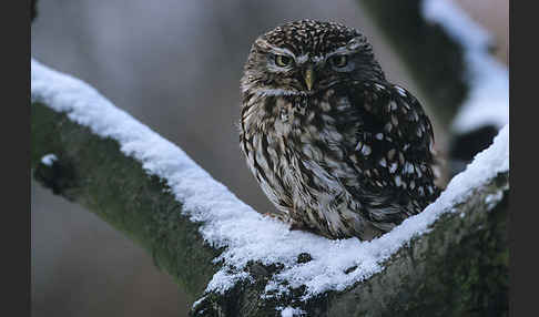 Steinkauz (Athene noctua)