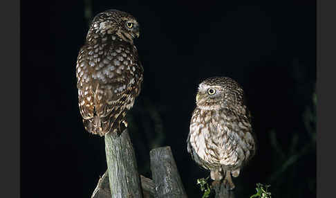 Steinkauz (Athene noctua)