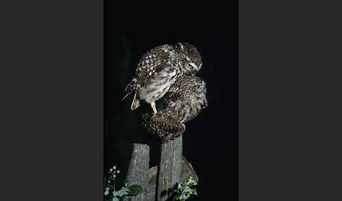 Steinkauz (Athene noctua)