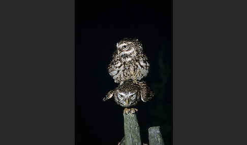 Steinkauz (Athene noctua)