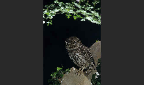 Steinkauz (Athene noctua)