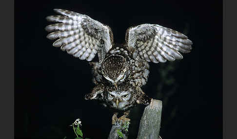 Steinkauz (Athene noctua)