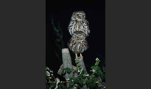 Steinkauz (Athene noctua)