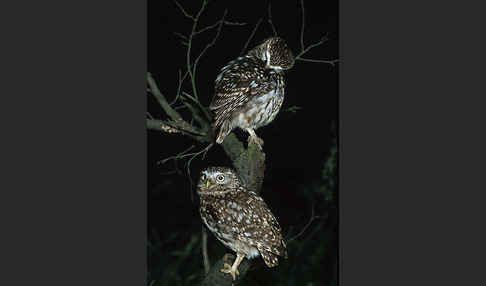 Steinkauz (Athene noctua)