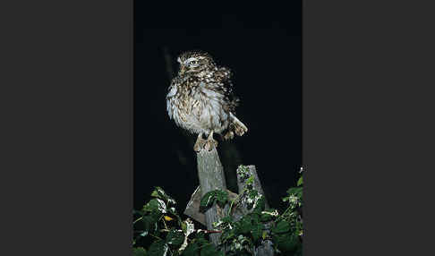 Steinkauz (Athene noctua)