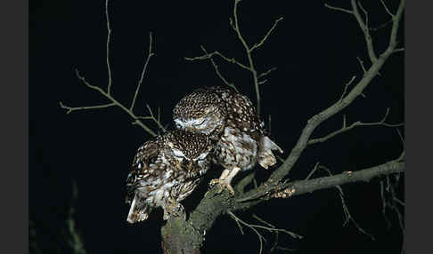 Steinkauz (Athene noctua)