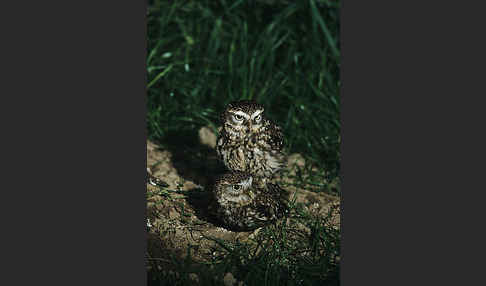 Steinkauz (Athene noctua)