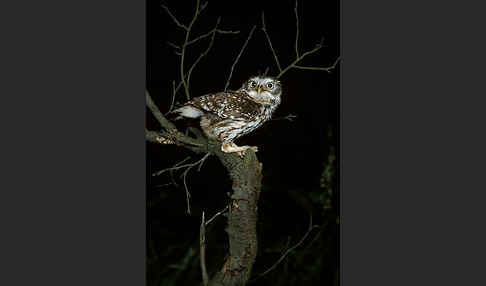 Steinkauz (Athene noctua)