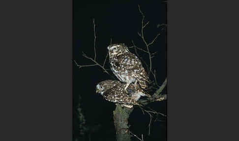 Steinkauz (Athene noctua)