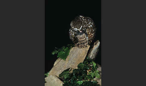 Steinkauz (Athene noctua)