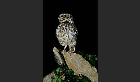 Steinkauz (Athene noctua)