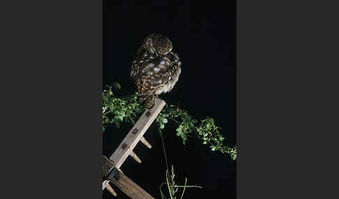 Steinkauz (Athene noctua)