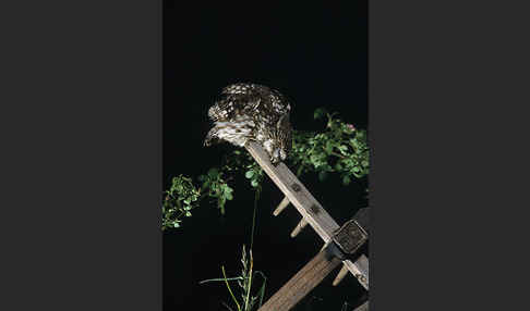 Steinkauz (Athene noctua)