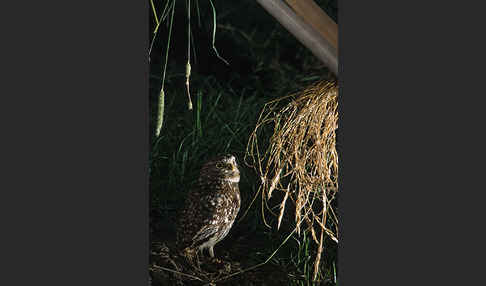 Steinkauz (Athene noctua)