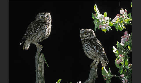 Steinkauz (Athene noctua)