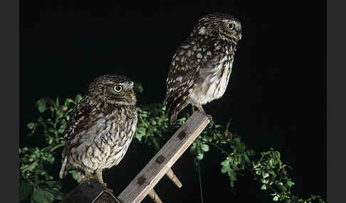 Steinkauz (Athene noctua)