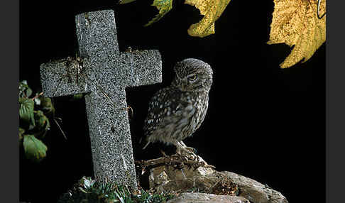 Steinkauz (Athene noctua)