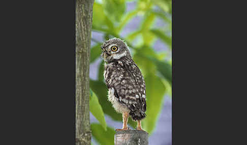 Steinkauz (Athene noctua)