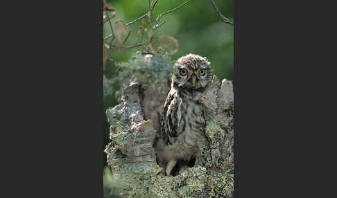 Steinkauz (Athene noctua)