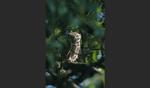 Steinkauz (Athene noctua)