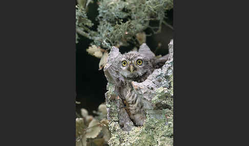 Steinkauz (Athene noctua)