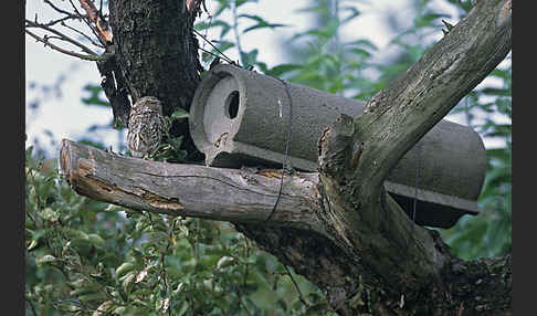 Steinkauz (Athene noctua)