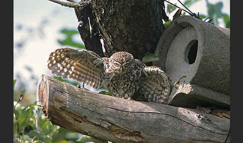 Steinkauz (Athene noctua)