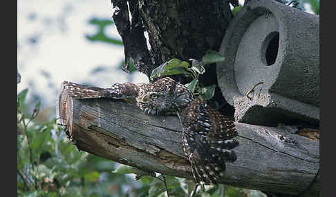 Steinkauz (Athene noctua)