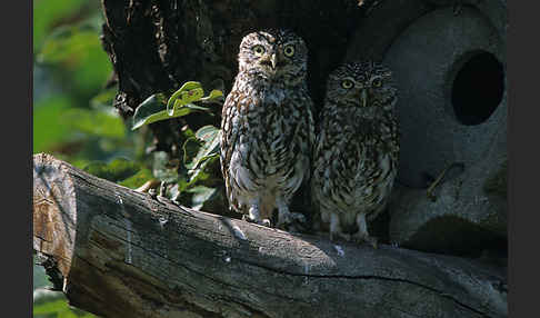 Steinkauz (Athene noctua)