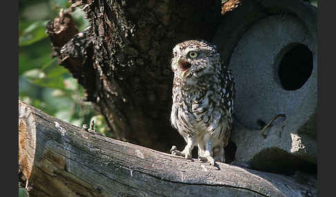 Steinkauz (Athene noctua)