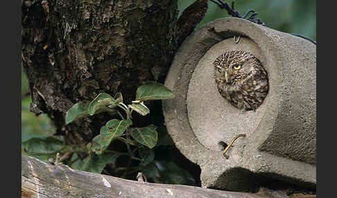 Steinkauz (Athene noctua)