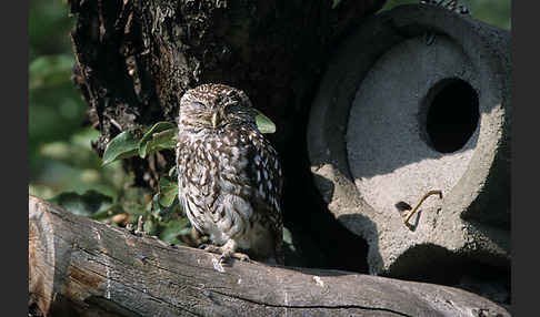 Steinkauz (Athene noctua)