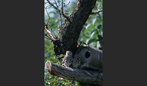 Steinkauz (Athene noctua)