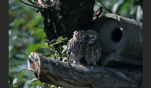 Steinkauz (Athene noctua)