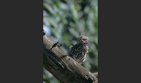 Steinkauz (Athene noctua)