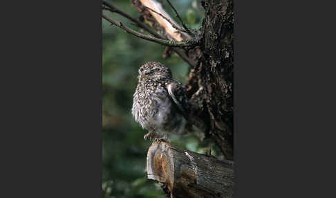 Steinkauz (Athene noctua)