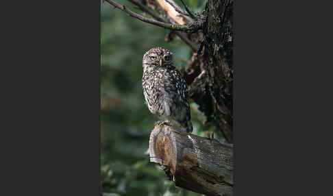 Steinkauz (Athene noctua)