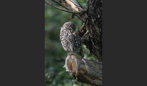 Steinkauz (Athene noctua)