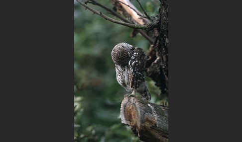 Steinkauz (Athene noctua)