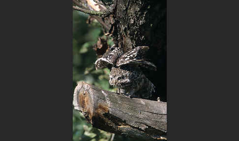 Steinkauz (Athene noctua)