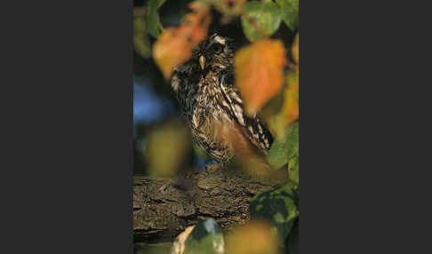 Steinkauz (Athene noctua)